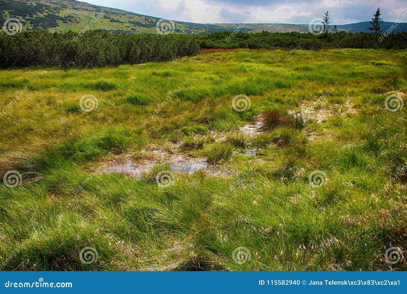 upska raseliniste- czech republic giant mountains